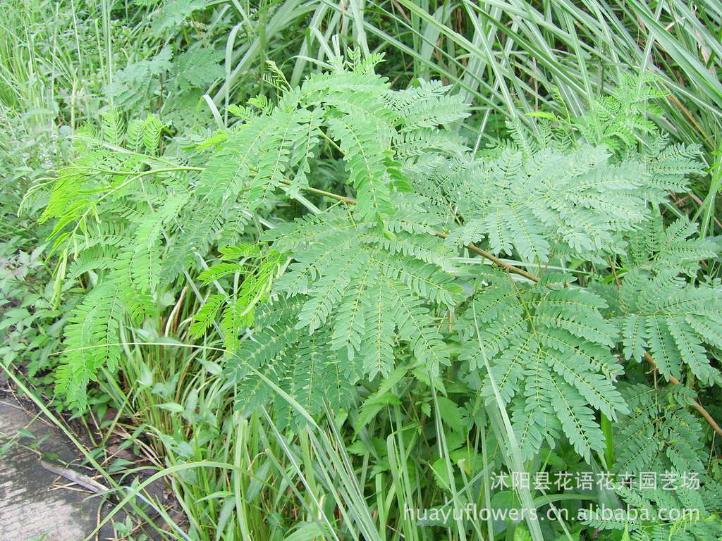 银合欢种子价格