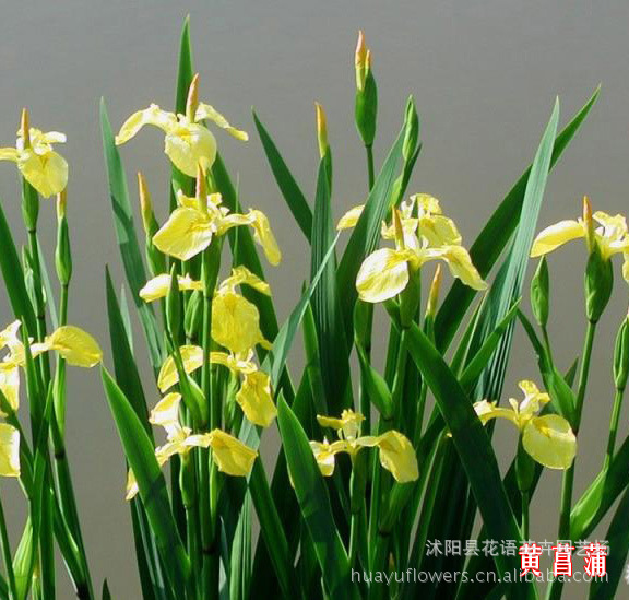 黄菖蒲价格