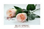 ���ֻ���Ӧ��rose ������ɫ10֧������ĸߵ�����õ�廨��������