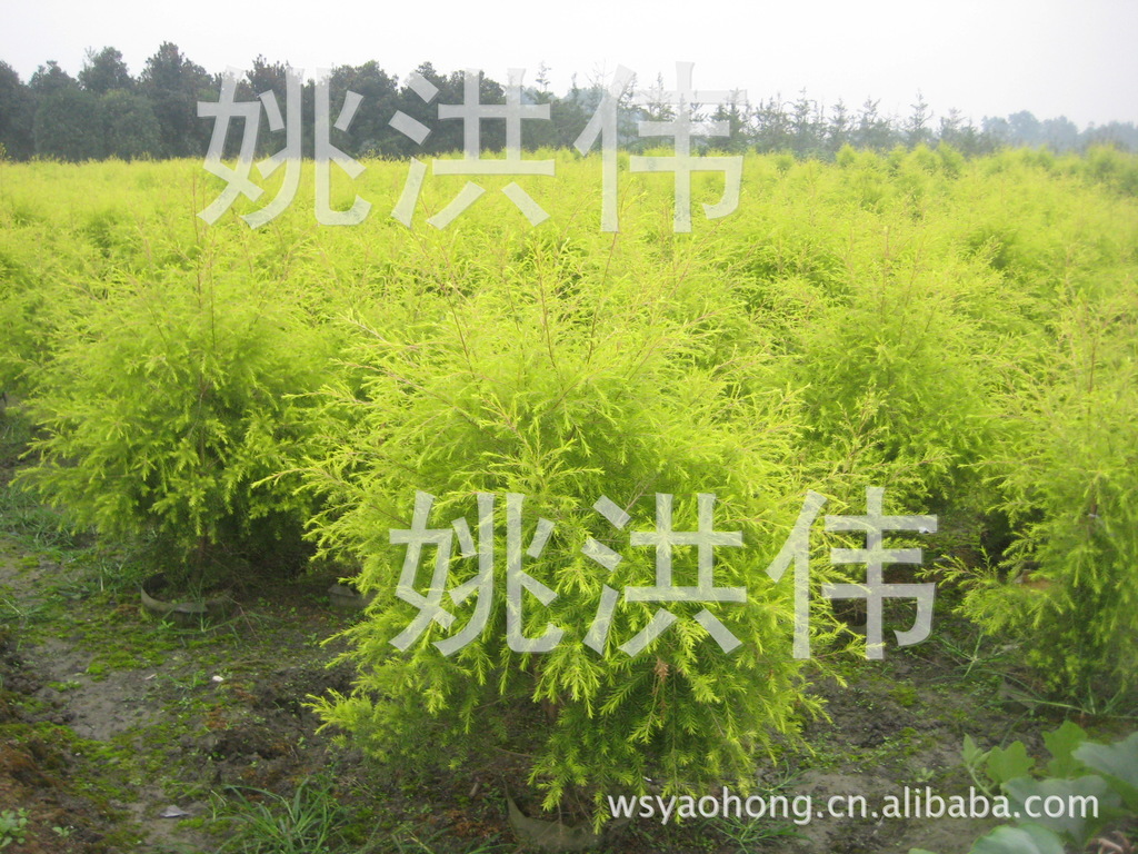 千层金 黄金香柳 成都黄金香柳 成都千层金 千层金苗