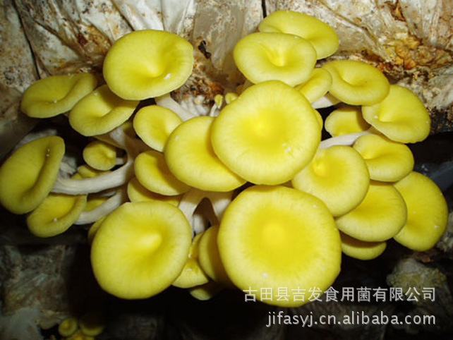 供应顶级黄金菇 肉厚细嫩 爽口 qs安全认证 高品质榆黄蘑