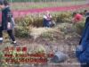 四季锦带价格 四季锦带小苗价格 四季锦带播种小苗