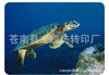 热升华转印纸.热转印纸.热转移印花纸.鼠标垫升华转印纸