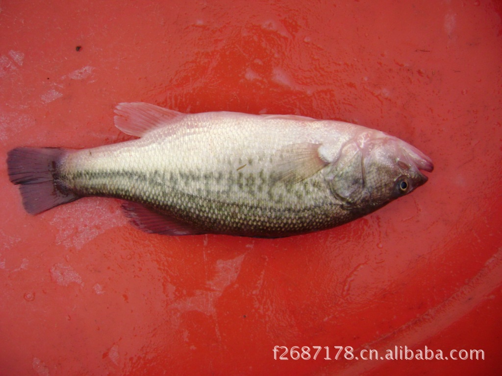 【专业育苗】加州鲈鱼鱼苗/4~7cm鲈鱼鱼苗/湖州鲈鱼鱼苗