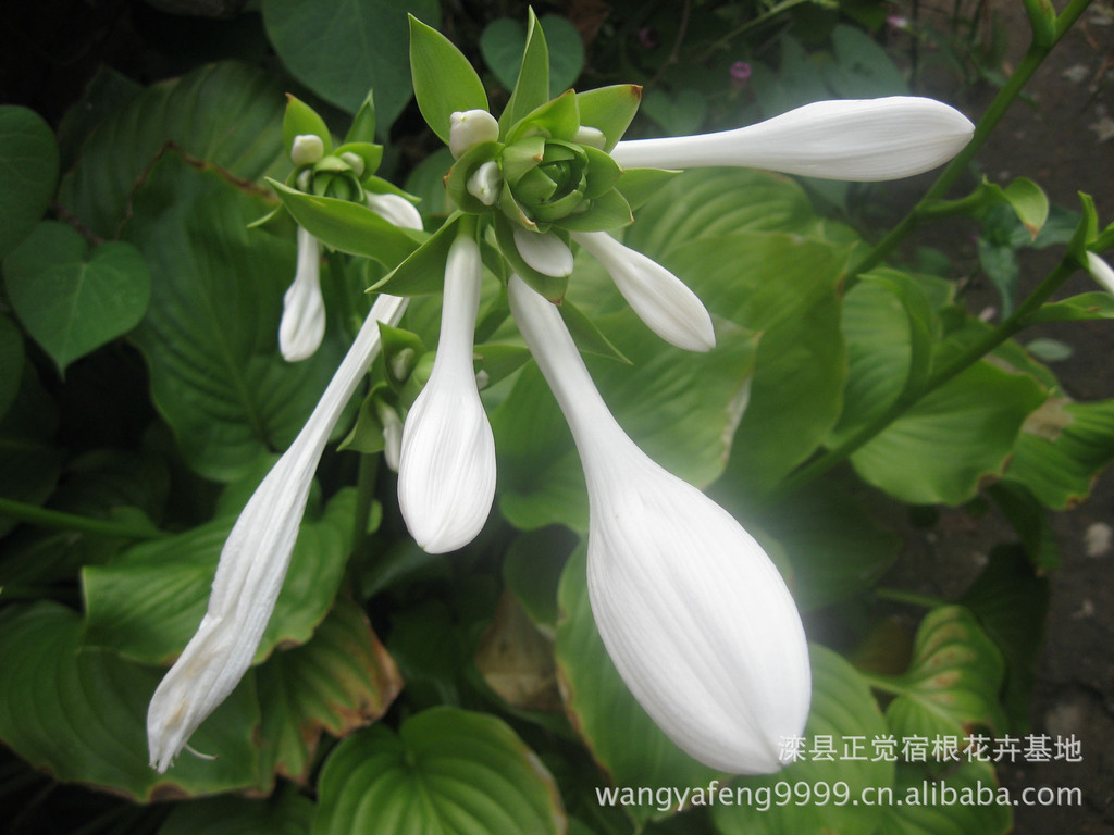 白玉簪20120223滦县正觉宿根花卉基地