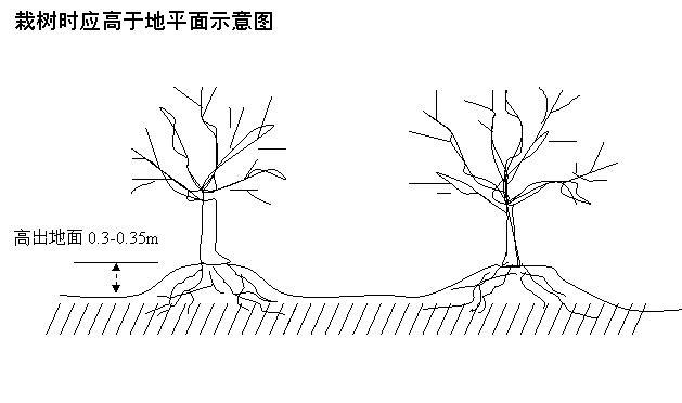 树坑挖好后,按要求回填杂草,表层土并加施底肥,如圈肥,磷肥等长效肥料