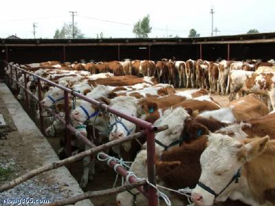西门塔尔牛，利木赞牛养殖技术，效益分析