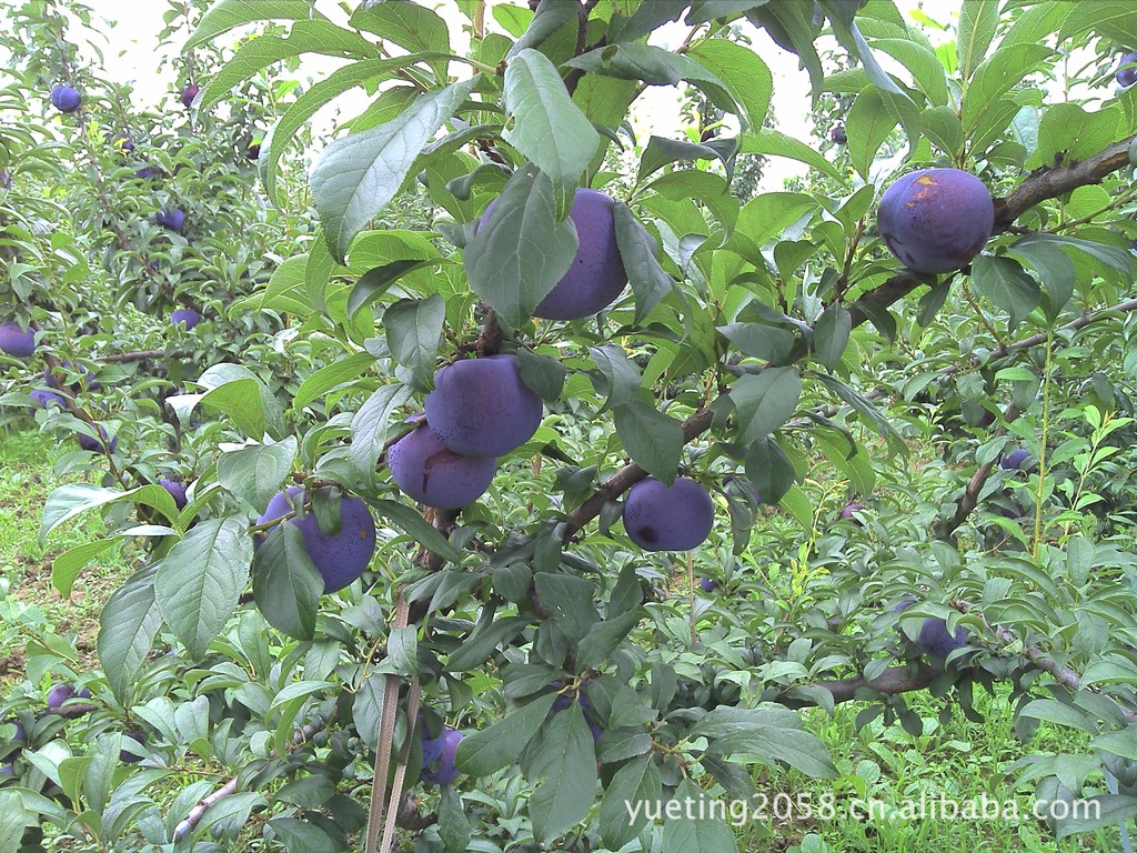 IMG_20120707_172848_0