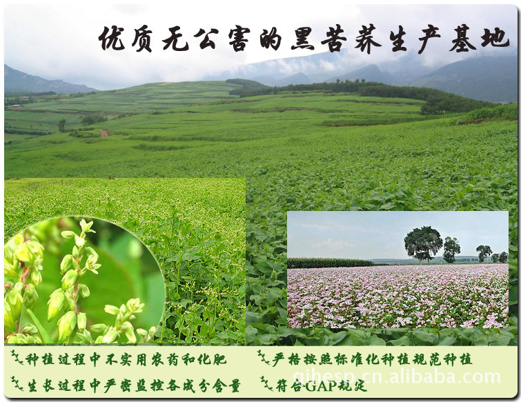 *授权 红荞地黑苦荞茶 西昌凉山黑苦荞麦茶 黑苦荞香茶112克