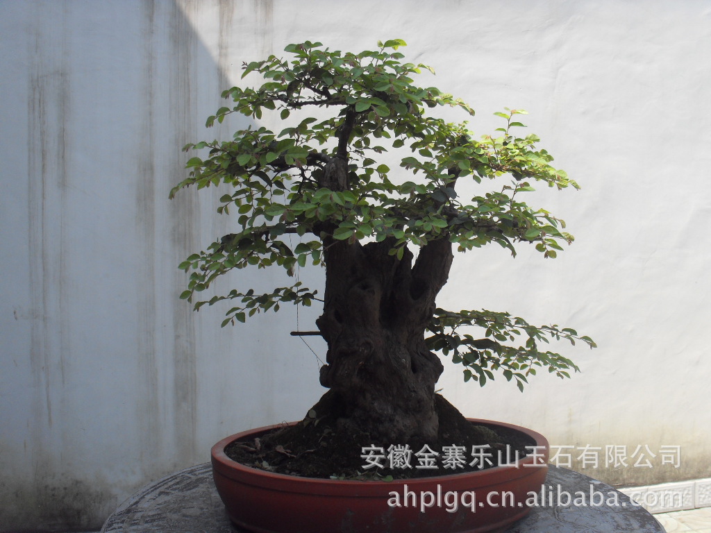 又名六道木植物盆景 ,银微盆景.