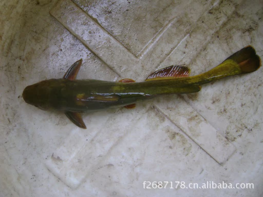 40元一斤的红尾鱼，终于摸索出钓获它的门道-搜狐