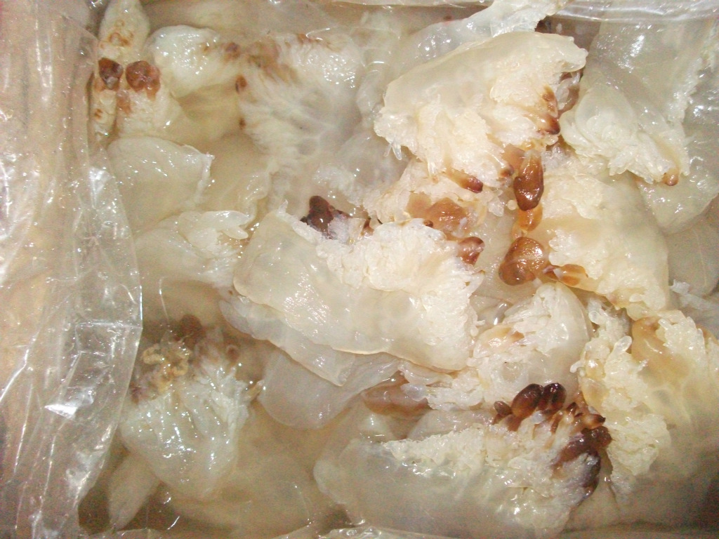 批发海蜇头 特级海蜇头 大小角