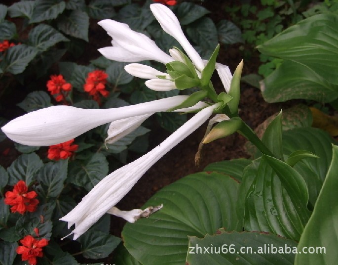 多年生宿根植物 花叶玉簪花 绿叶玉簪 白紫 耐旱耐寒