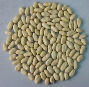 blanched peanut kernel 25-29