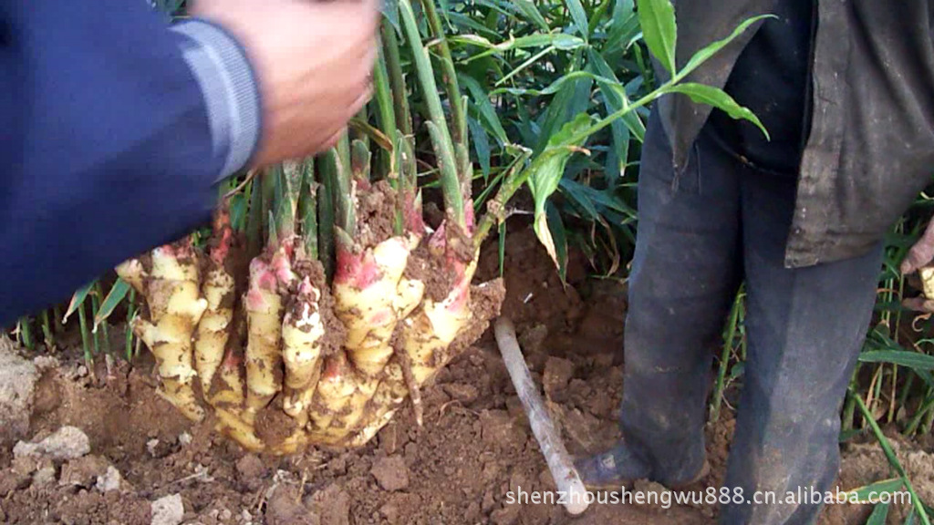 批发供应天正绿地牌家庭小菜园有机种植专用肥