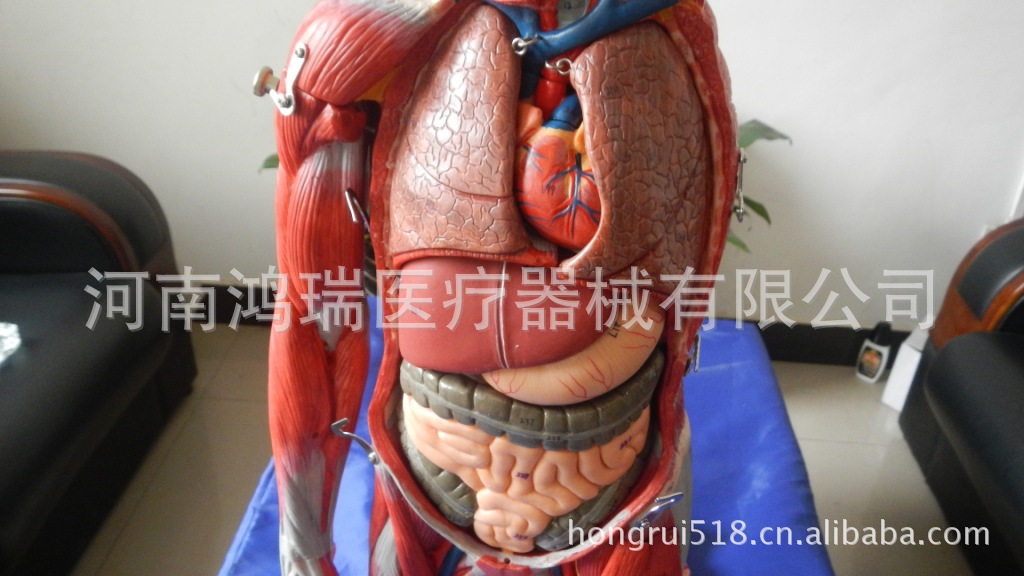 该模型由全身肌肉,胸腹壁肌,上,下肢肌,颅顶骨,脑以及胸腹腔内脏器官