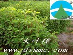 ��Ӧ��Ҷ��(��Ҷ������������