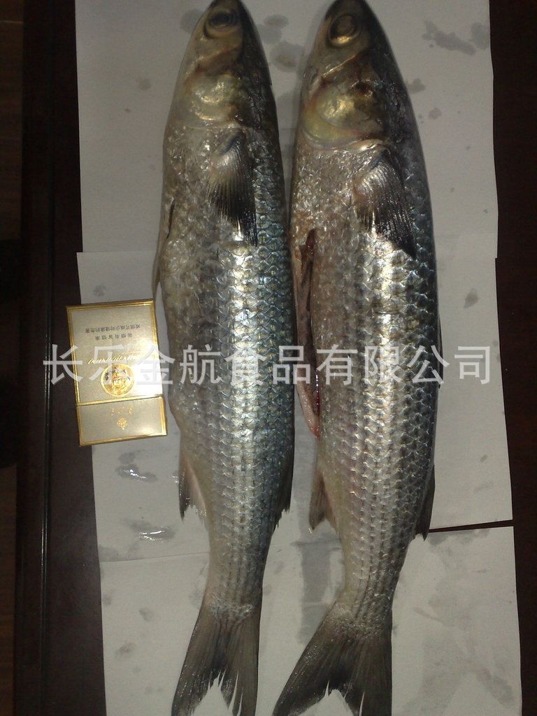 单冻乌母鱼,鲻鱼
