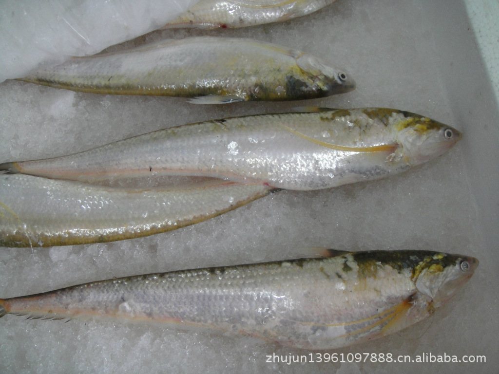 友邦水产生产刀鱼 批发  质量保证 欢迎订购 价格优惠