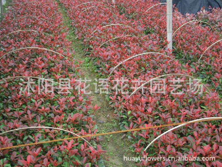 红叶石楠价值 红叶石楠价值