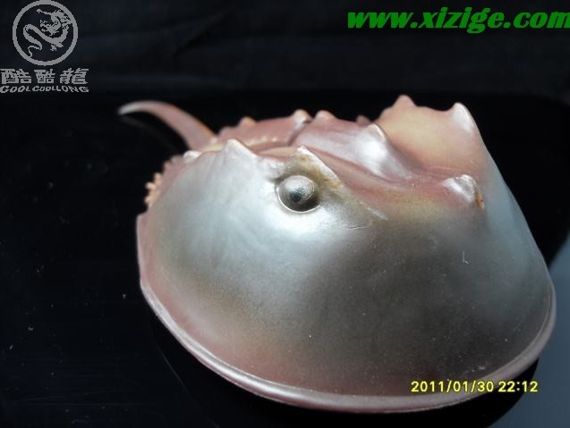 美国safari正品海洋生物模型鲎马蹄蟹爬上灶夫妻鱼鸳鸯鱼