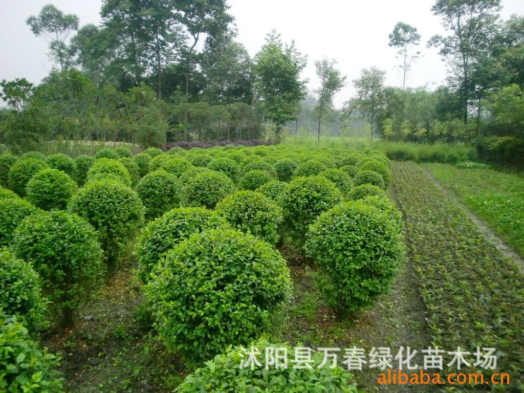 供应球类植物小叶女贞球小叶女贞球工程苗小叶女贞球规格