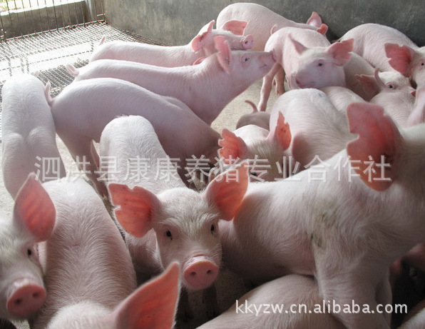 種豬養殖 瘦肉豬養殖 特種養殖  數量有限 預購從速