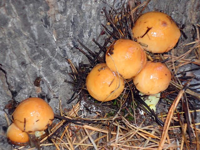 野生蘑菇松蘑有机食品认证原产地野生食用菌优惠批发