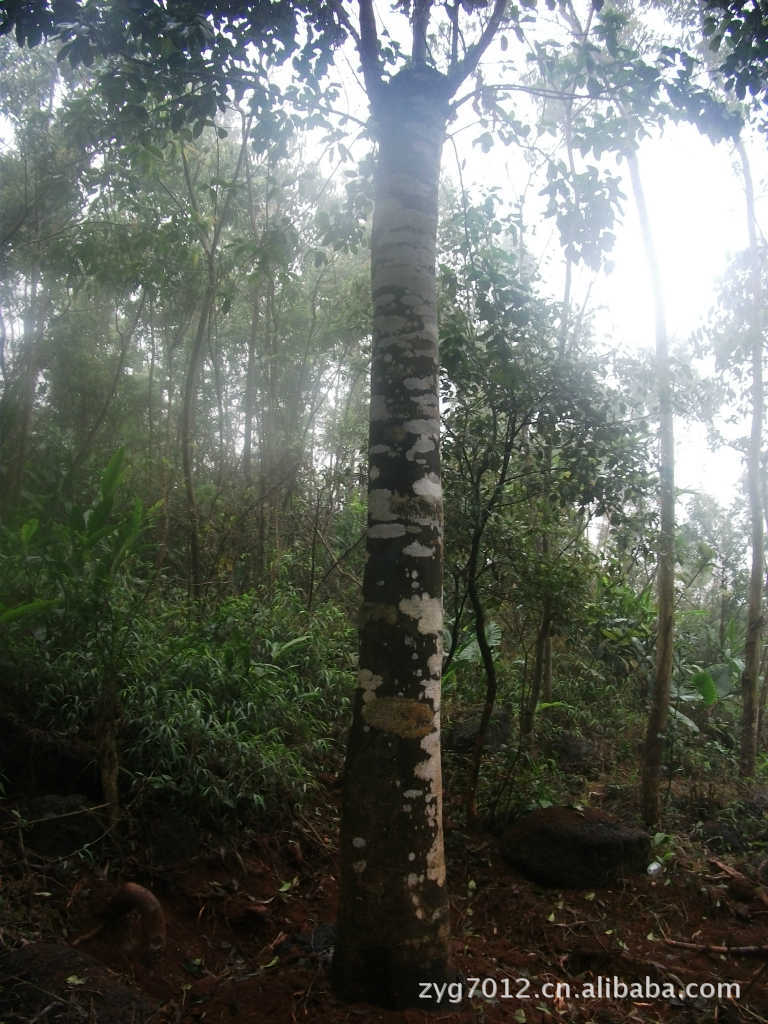 白银树皮味苦,性寒,无毒.内服清热解暑,消风利湿,止痛.外用消肿解毒.