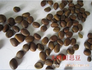 供应金合欢种子,台湾相思豆,大叶相思树种子,银合欢种子!