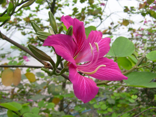 洋紫荆,漳浦洋紫荆,福建洋紫荆,红花紫荆15~16公分价格