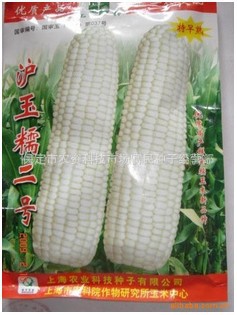 大量供應高產早熟品滬玉糯二號糯玉米種子