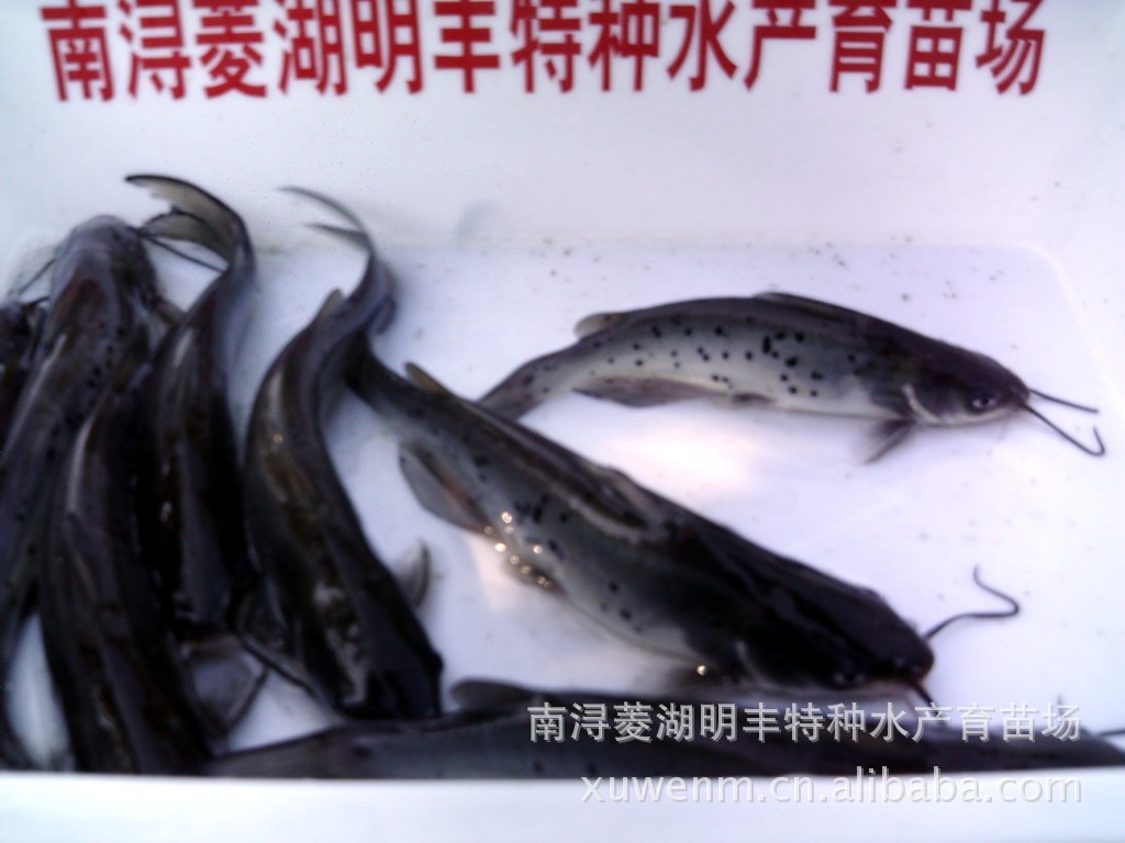 供应优质水产养殖鱼苗品种斑点叉尾回鱼