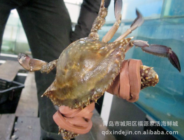 供应海蟹、海鲜蟹类、其他海鲜水产品种齐全，价格优惠