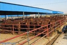 AAA級養殖場出售小牛犢 牛犢價格 牛犢養殖技術