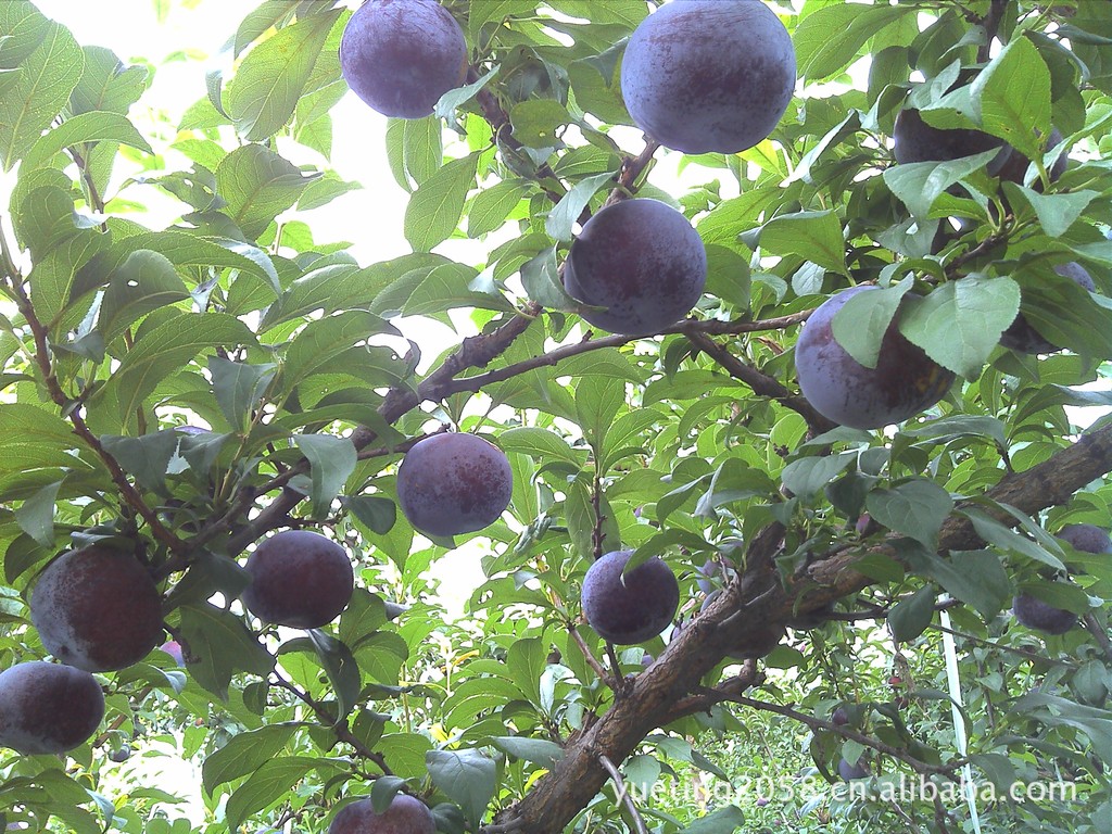 IMG_20120707_173052_0