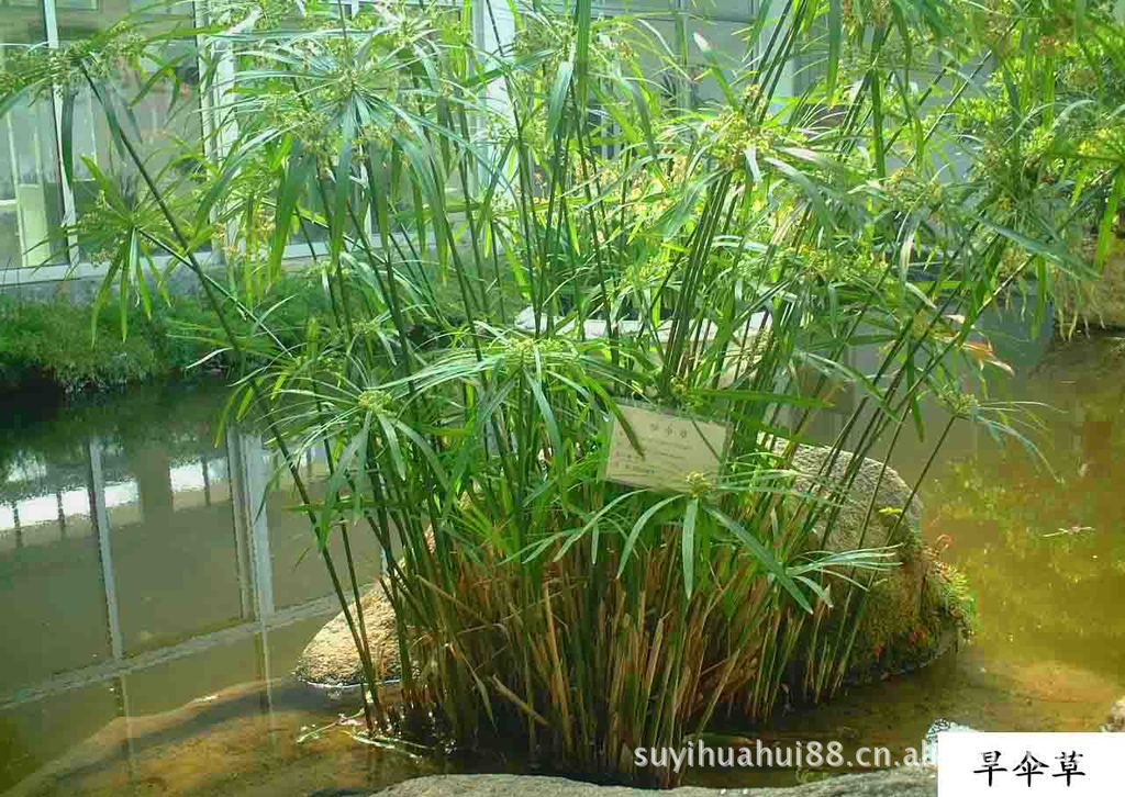 水竹,又称水棕竹 ,旱伞草 ,系莎草科多年生草本植物 ,多年生草本植物.
