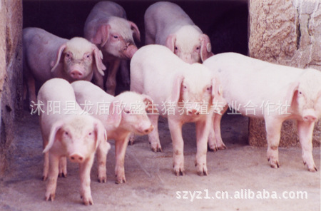 太湖猪保种场供应大梅山种猪杜梅母猪长梅种猪欣盛原种猪场