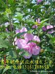 基地直销重瓣红花木槿100万株