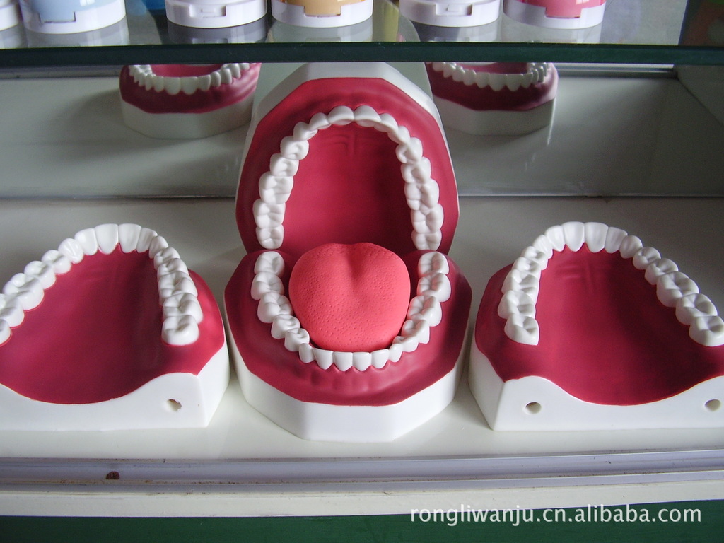 来样图定制,牙齿模型教学课用品,仿真牙齿口腔护理,搪胶工艺