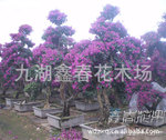 ��Ӧ������������÷ �̻�����÷�辰 �㳡�̻� С���̻�