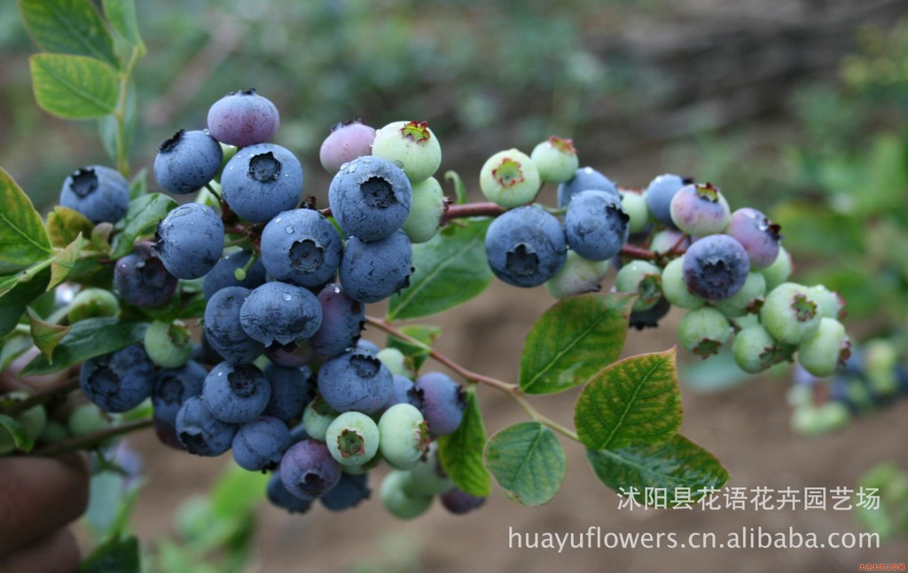 蓝莓价格