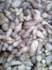 崇文湖蔬菜有限公司生產加工腌漬食用菌 雞腿菇 雙孢菇 滑子菇