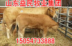 供应牛,肉牛养殖,肉牛价格,肉牛品种,山东肉牛养殖场