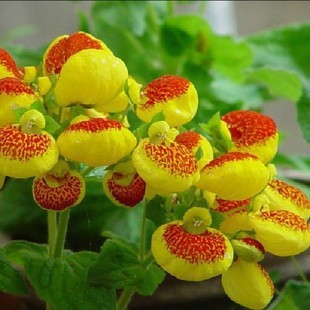 花卉种子 蒲包花种子 荷包花种子 花语:援助 林木种子 花卉种植