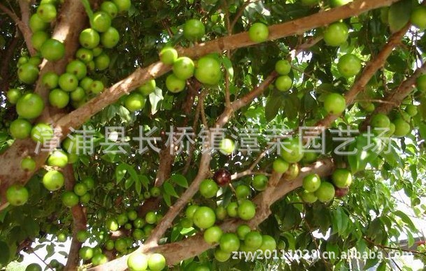 果树-名贵绿化果种:树葡萄种苗又名嘉宝果-果树尽在-.