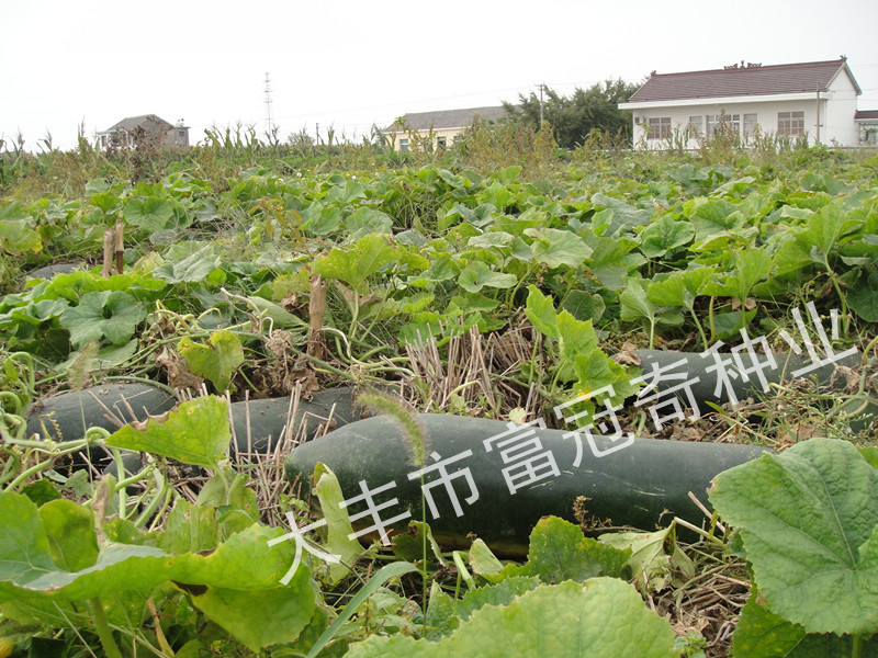 铁柱188--铁心炮弹超长高产冬瓜