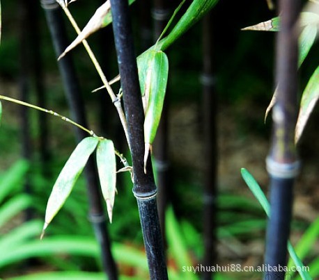 秒杀 紫竹 紫竹苗 庭院绿化的彩色竹子1.5米高以上只卖8元