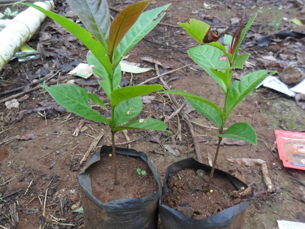 抱莖茶