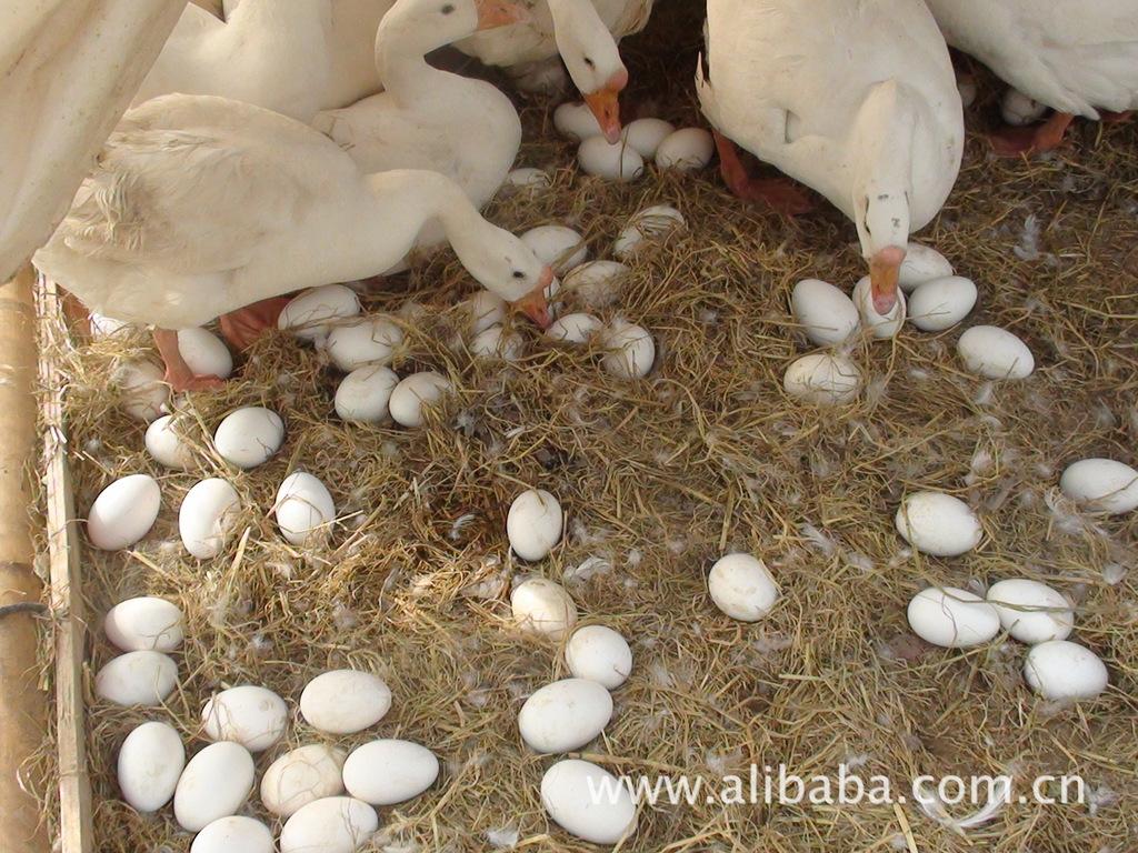 出售中鹅蛋 鹅苗欢迎咨询 白鹅蛋 浙东白鹅 泰州白鹅 高孵化率蛋